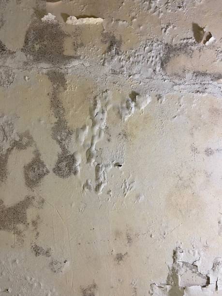 Best Localized Mold Remediation (e.g., coastal areas, humid climates) in Marion Oaks, FL